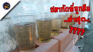 Betta Fish ปลากัดที่ถูกลืมอยู่ข้างบ้านล่าสุดเป็นอย่างไรมาดูกันสไตล์korattv