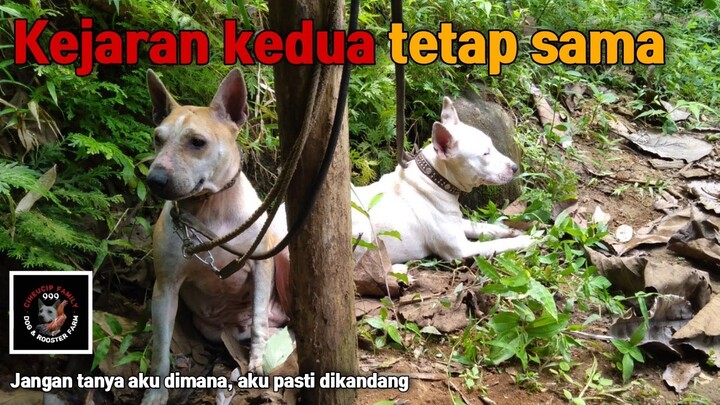 Babinya hilang lagi