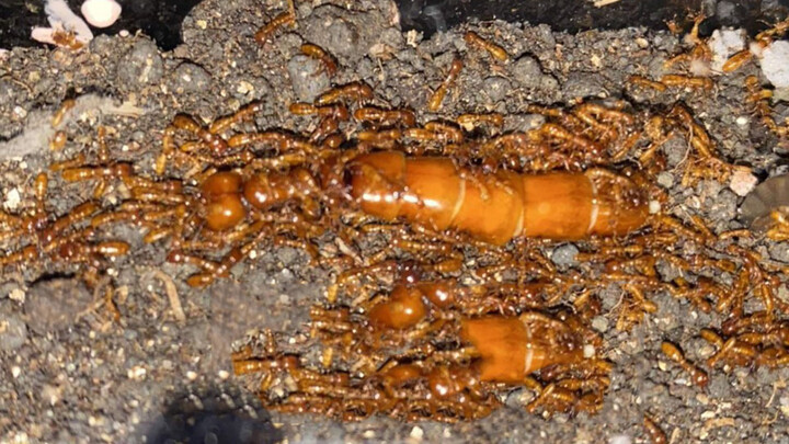 Reptile Pet | Army Ant Breeding