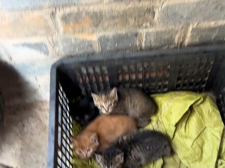 Emotionally Stable, the Perfect Cat