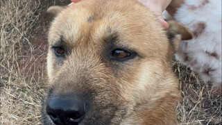 Ibu saya tidak mengizinkan saya bermain dengan anjing, dan anjing itu juga sangat gugup saat bermain