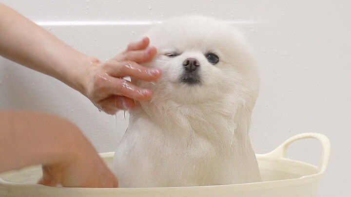 Is this a marshmallow or a little puppy? Why does it melt as soon as it touches water?
