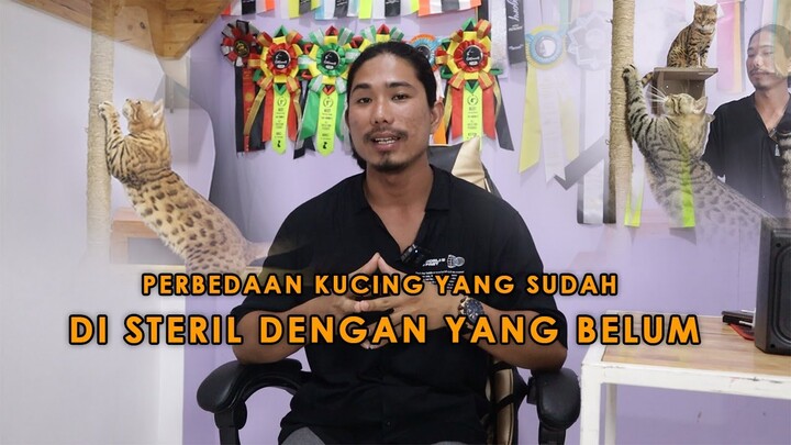 PERBEDAAN KUCING YANG SUDAH DI STERIL DENGAN YANG BELUM