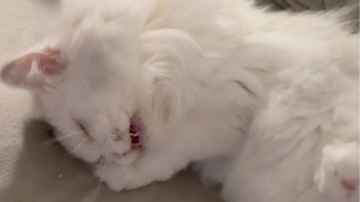 小咪的开关是尾巴根～