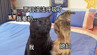 【猫meme】夫妻睡姿交流会
