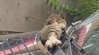 قطة نائمة وهي تُركن ساقيها: تفاعل لطيف ورقيق