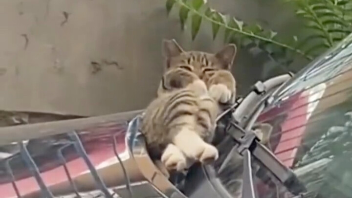 Cat sleeping with legs crossed—don’t cover it up: cute and cuddly interaction