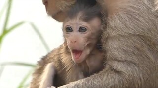 Why You Are So Sad Baby Charlee?? Baby Crying Because Hungry Milk, Charla Give Milk Baby Why Bertha?