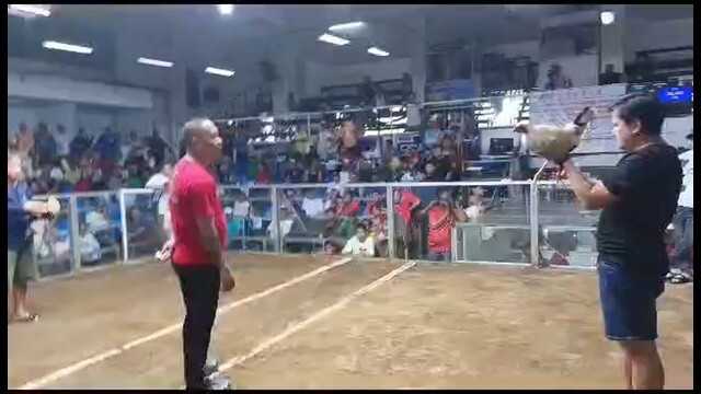 Some of my white kelso, test fight, credit to my cousin.