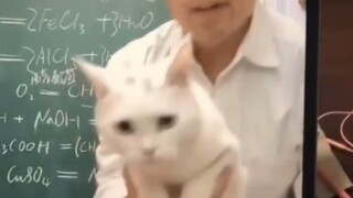 Saran perubahan untuk: Keajaiban di antara kucing