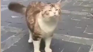 Nhìn kìa! Catwalk thực thụ!