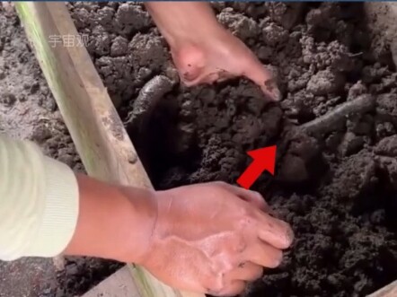 Have you ever seen the world’s largest earthworm?