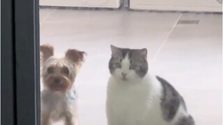 猫：别跳了 ，她在笑我俩…