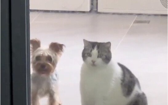 Cat: Stop jumping, she is laughing at us...