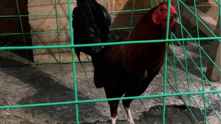 First 2wins entry(Feb 22, 2026)