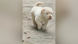 Cưng quá à. Muốn có 1 em để nuôi 😭 thucungvuinhon thucung thucungvui tiktok foryou