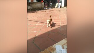 Cho xin 1000 tim đi ạ. Hihi yeucho yeuchomeo cún cúncon chó chómèo chócon chó_cưng chókhôn yeuchomeo cưng chócute pet dog dogsoftiktok