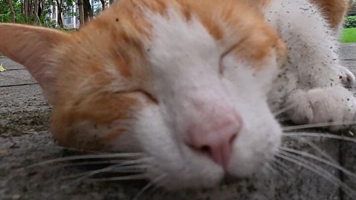 Độ tinh khiết chưa đủ, ngay cả Xiao Maomi 🐱 cũng cho rằng bạn không thành tâm!