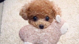 Cún con tinh nghịch quậy phá #cuncung #poodle #yeuchomeo #yeuthucung #boss #chocung
