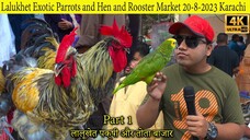 Lalukhet Exotic Birds and Parrots Market 20-8-2023 Karachi (Part 1)