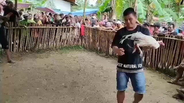 White gull win 2x winner