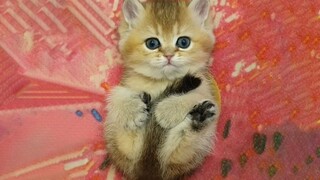 Aku tidak akan membiarkanmu menyentuhnya! Anak-anak kucing itu meringkuk dan memeluk ekor mereka era