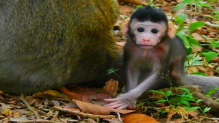 Wow Newly Monkey Janna Can Walk Around Her Mommy Jane,Jane Doing All For Keep Baby When Other