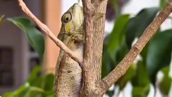 Pertama kali melihat bunglon melahirkan, anaknya langsung bisa memanjat pohon begitu lahir!