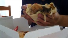 ASMR EATING SOUNDS - CALZONE POPEYE AND CAPRICCIOSA 피자 PIZZA