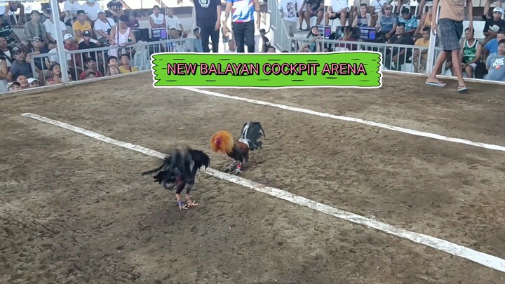 fastest kill bulik babalik