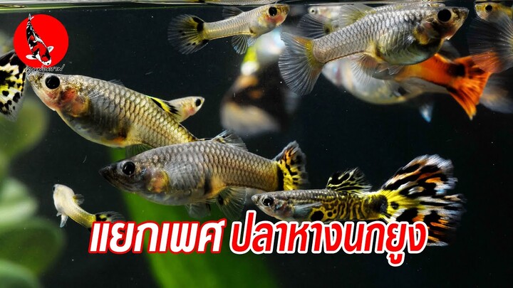 วิธีดูเพศปลาหางนกยูงง่ายๆ สอนแยกเพศปลาหางนกยูง Identifying the Sex of Guppies. l คุณพ่อคราฟ