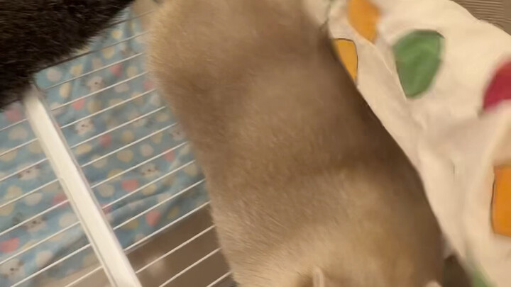 ก้นของแรคคูนแต่ละตัวจะส่งเสียงที่แตกต่างกัน