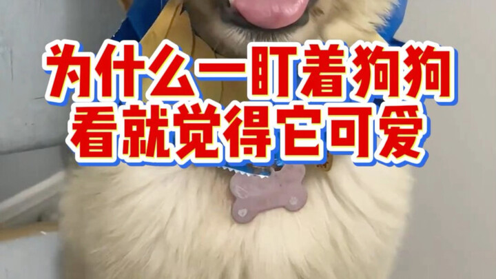 “Why do dogs look even cuter the longer you stare at them? Turns out there’s a scientific secret beh