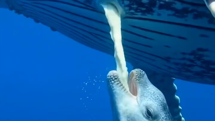 What a revelation—so this is how baby whales nurse!