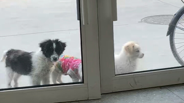 The two-year-plus transformation of the three little dogs who snuck in to share my spicy hot pot noo