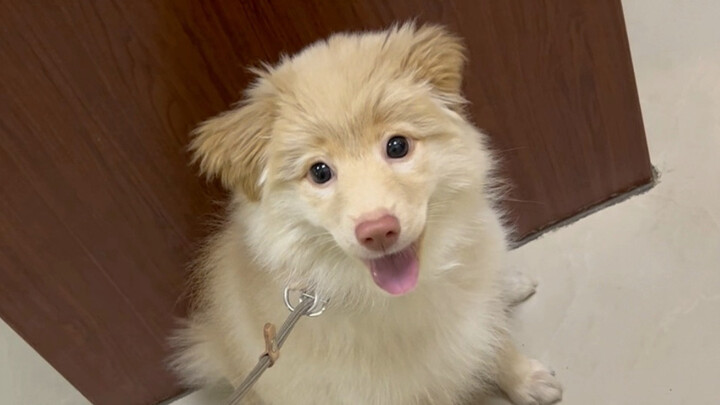 Puppy Goes to the Hospital Before and After Getting Smart