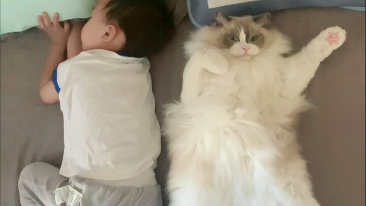 Kucing menginjak perut majikannya yang sedang hamil sekali, akhirnya menimbulkan kesalahan besar seu