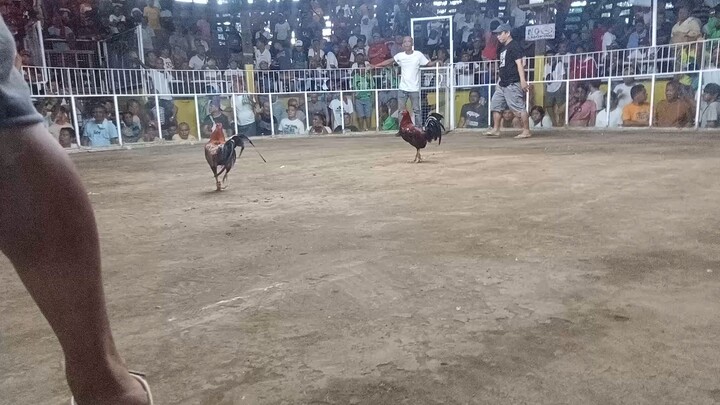 Boston 1x derby winner