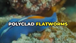 Polyclad Flatworms: Nature’s Colorful Reef Crawlers