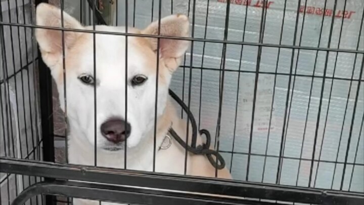 ลูกหมาที่แพงที่สุดเท่าที่เคยสัมผัสมา หวังว่าทุกคนจะเอาฉันเป็นตัวอย่าง
