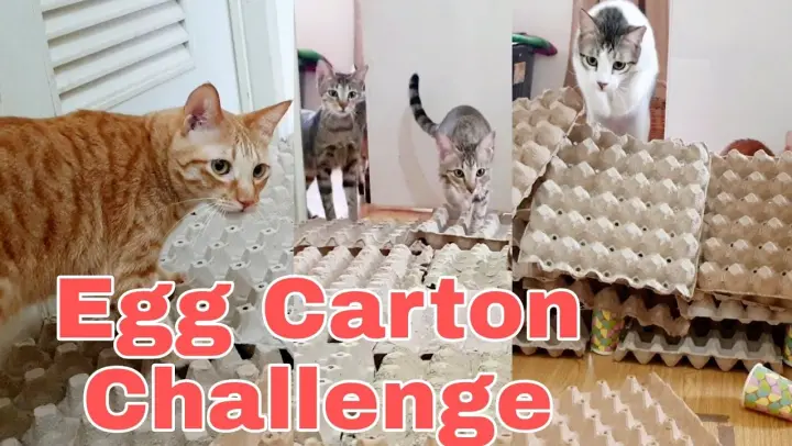 Egg Carton Cat Challenge! CatslifePH