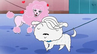 "Xiaobai is like wearing a gorgeous white fur coat. He raises his head proudly, showing a unique lea