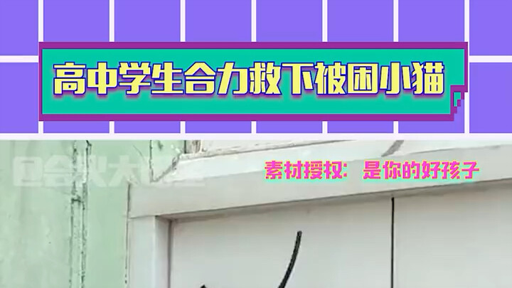 Such a heartwarming scene! The cat is great, and the person is great too!!!