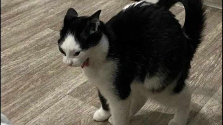 🐱“I’m totally elegant!”🐱