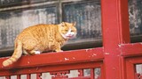 PaPa si Kucing di Istana Terlarang Akhirnya Muncul dari Persembunyiannya
