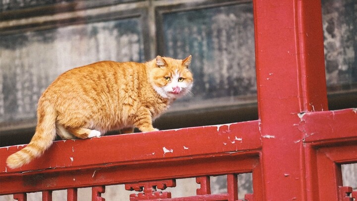 Forbidden Palace Cat Pa Pa Finally Came out from Its Hole