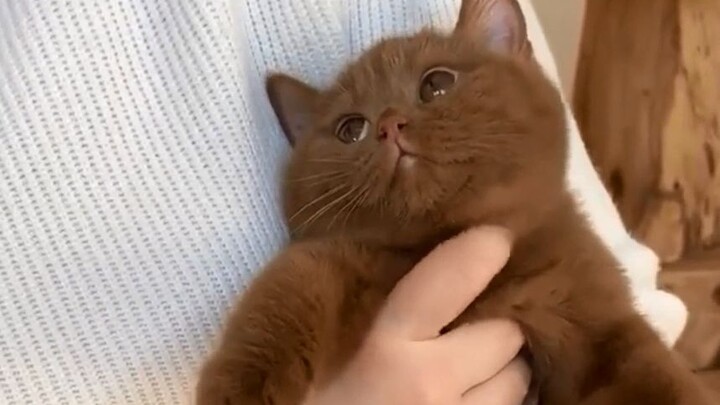 “Tolong deh, anak kucingnya imut banget!”