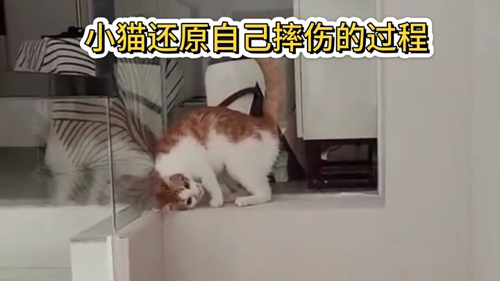 Kitten reenacts how it got injured in a fall