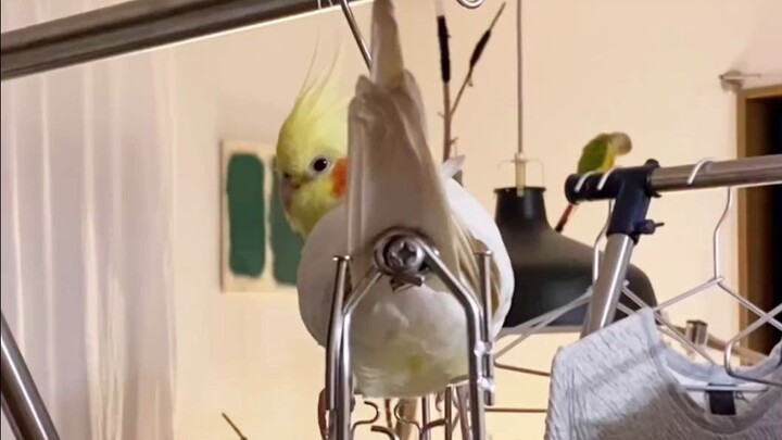 Burung Aneh di TikTok #64