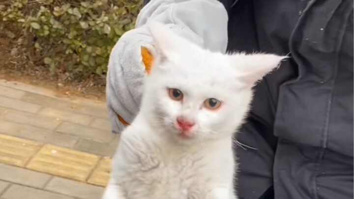 减少流浪猫先从流浪猫妈妈断子绝孙开始